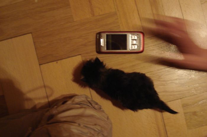 I Rescued A Newborn Kitten Trapped Under The Floor At My School And Now She Sees Every Human As A Blessing