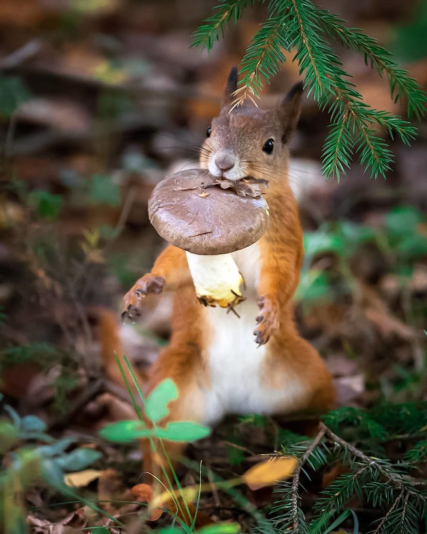 Finnish Photographer Proves Fairy Forests Are Real In Finland