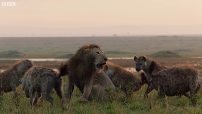 Lion Is Losing Fight Against 20 Hyenas, Bro Hears His Cries And Rushes To Save Him Lion Is Losing Fight Against 20 Hyenas, Bro Hears His Cries And Rushes To Save Him