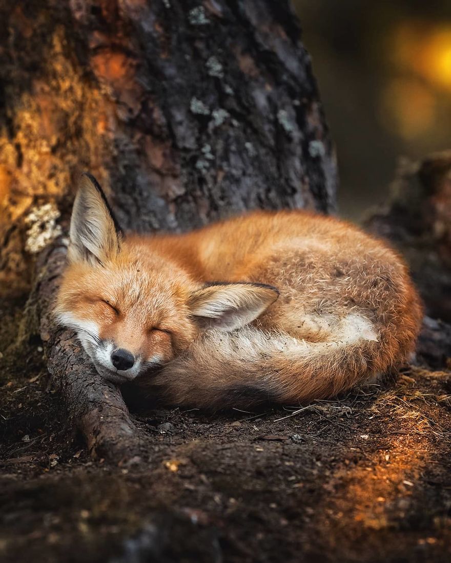 Finnish Photographer Proves Fairy Forests Are Real In Finland