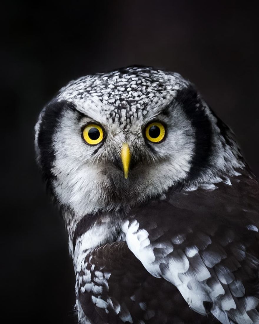 Finnish Photographer Proves Fairy Forests Are Real In Finland