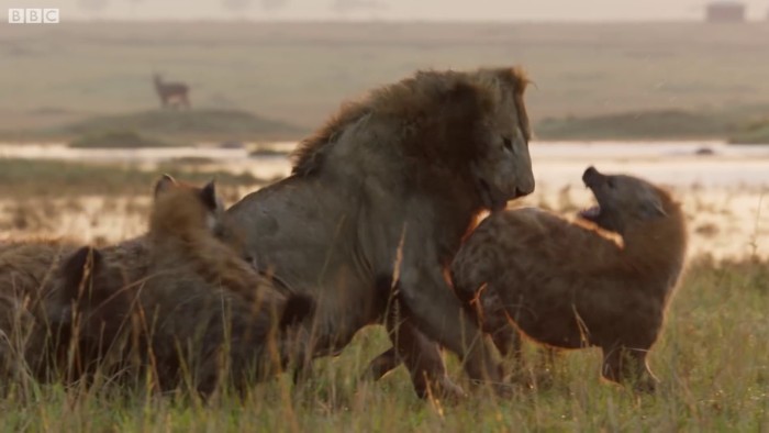 Lion Is Losing Fight Against 20 Hyenas, Bro Hears His Cries And Rushes To Save Him