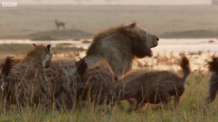 Lion Is Losing Fight Against 20 Hyenas, Bro Hears His Cries And Rushes To Save Him Lion Is Losing Fight Against 20 Hyenas, Bro Hears His Cries And Rushes To Save Him