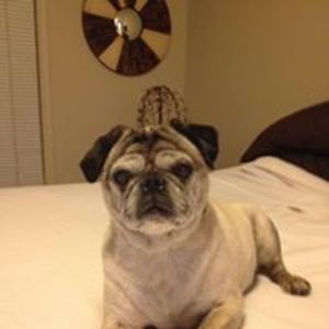 cairoprincess avatar