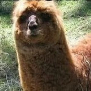 abigailradley avatar