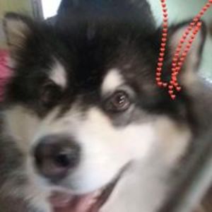 denisecarol05 avatar