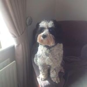 carolhollier18 avatar