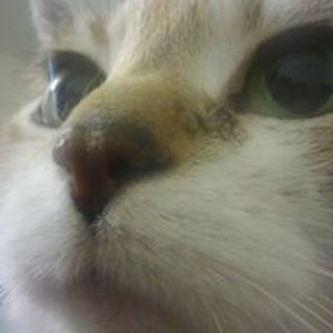 sammyanne1_sh avatar