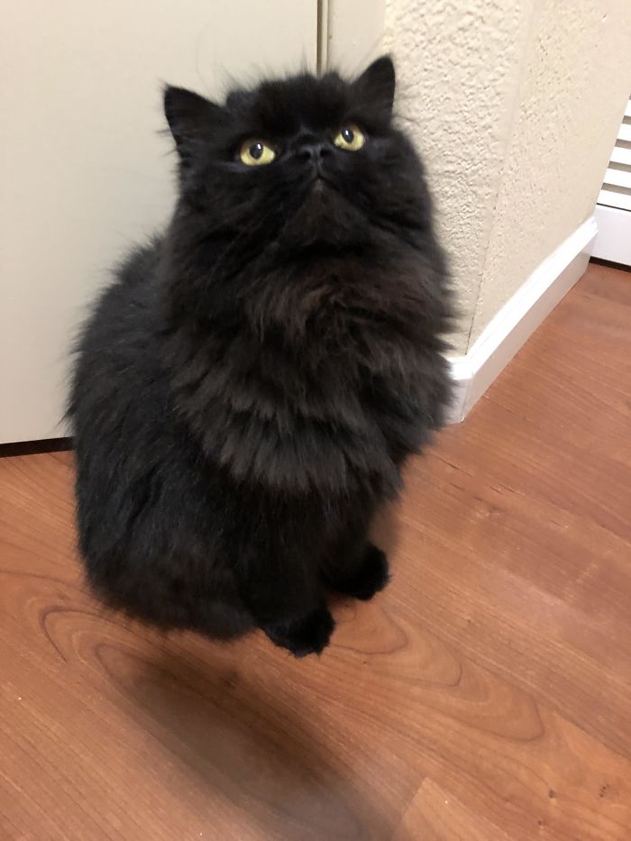 This Picture Of My Cat Looks Like He Is Floating