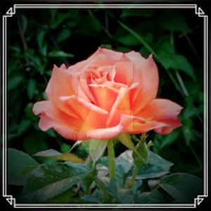 tiffinyseemann avatar