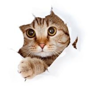 zecatsandfriends avatar