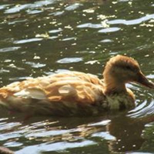 wylie_patricia avatar