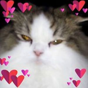 misstiggywinkles avatar