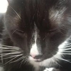 sailorneptunemichiru avatar