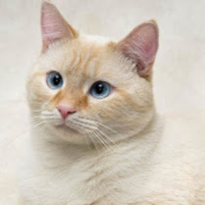 allisonpettett avatar