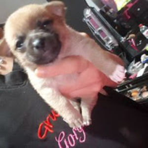 janicesalazar avatar