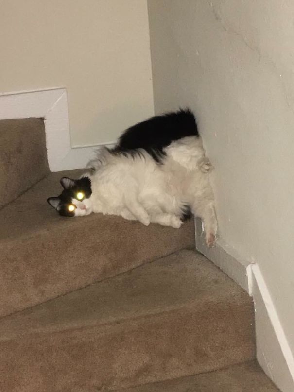 My Cat Always Finds The Most Unusual Positions Comfy