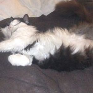 imogenwebb251 avatar