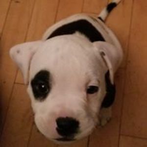 mexicanadam2002 avatar