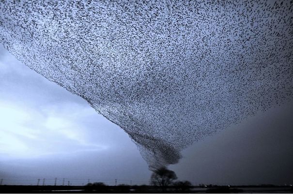 Crazy Bird Tornado