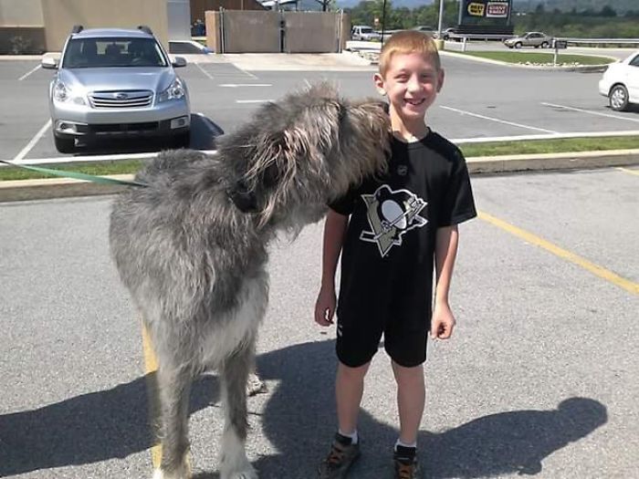 My Cousin Met An Irish Wolfhound