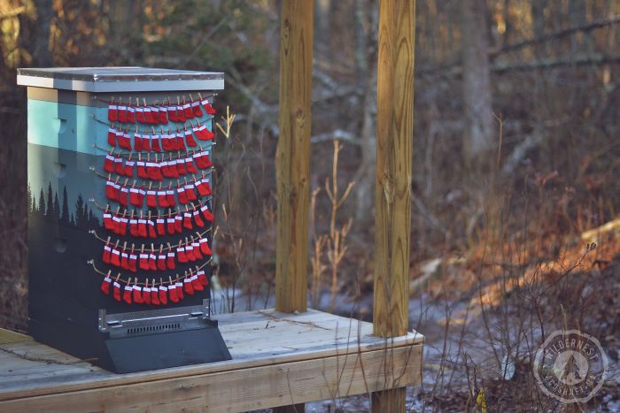 I'm A Beekeeper, And This Is Our Christmas Card This Year