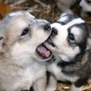 jocelynprince avatar