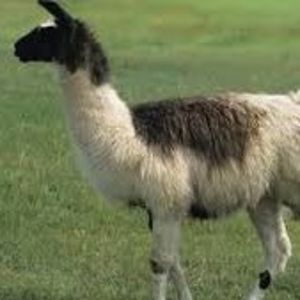 andretta_schellinger avatar