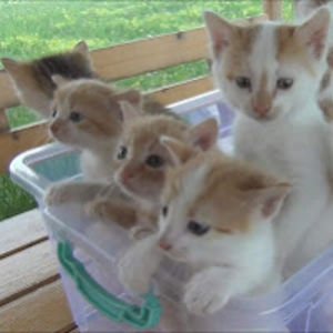 skylarkovachik avatar