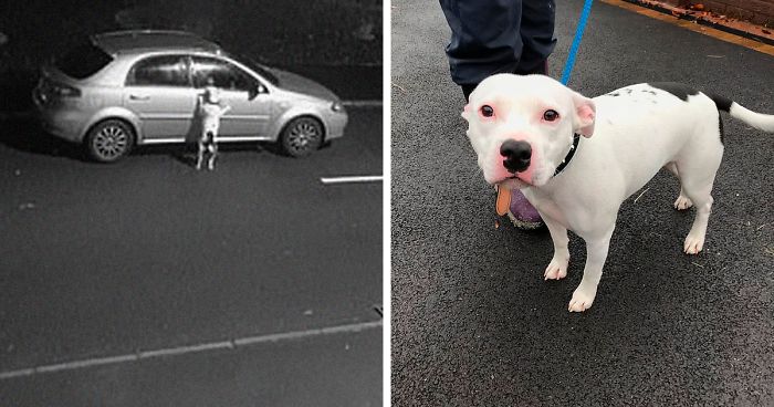 Dog Doesn’t Realize He Is Being Abandoned, Desperately Tries To Get Back In Car