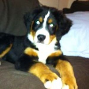 cricket1700_1 avatar