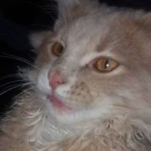 darceydougherty824 avatar