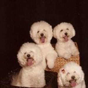 needlewielder99 avatar