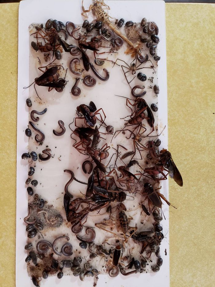 So I Put A Sticky Trap Down And Then Forgot About It For A Few Months. I'm Terrified Of My House Now