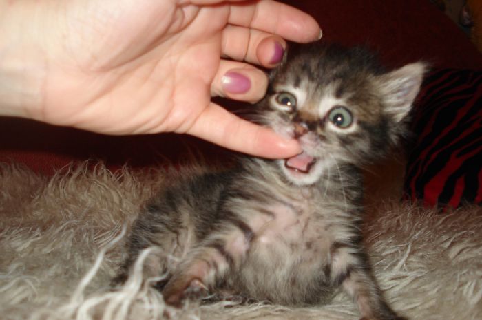 I Rescued A Newborn Kitten Trapped Under The Floor At My School And Now She Sees Every Human As A Blessing