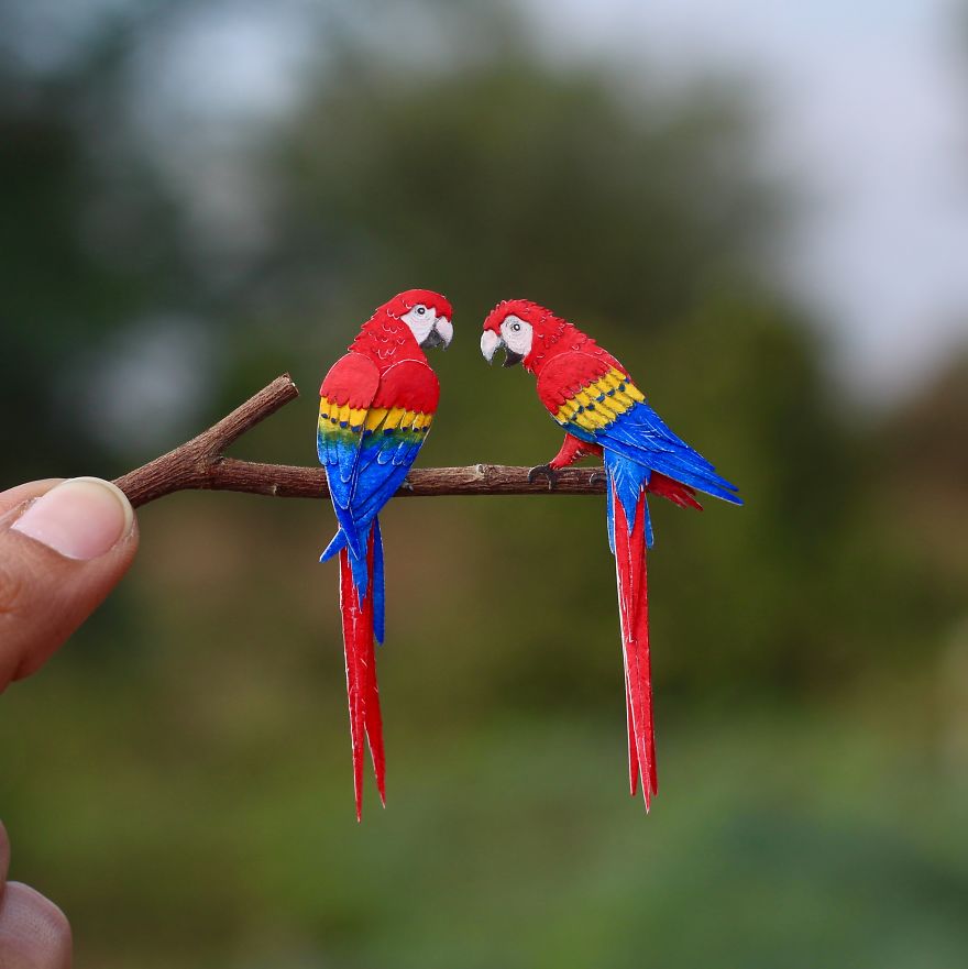 Scarlet Macaw