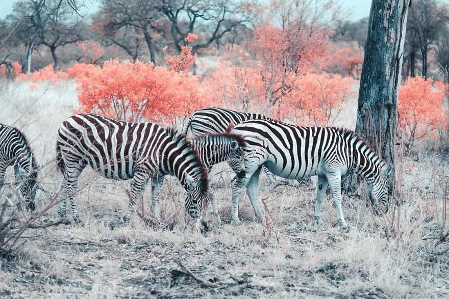 Italian Photographer Captures The World In Infrared And It Is The Best Thing You Would Ever See