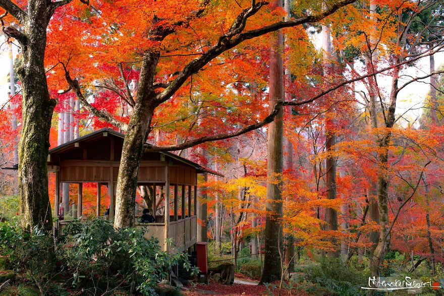 I Captured The Beautiful Fall In Kyoto