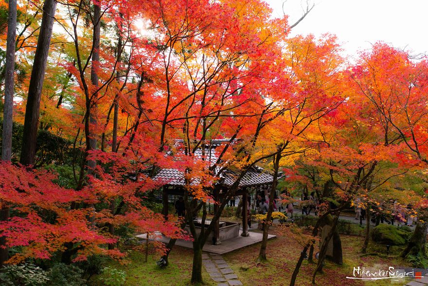 I Captured The Beautiful Fall In Kyoto