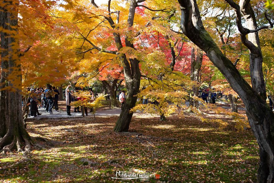 I Captured The Beautiful Fall In Kyoto
