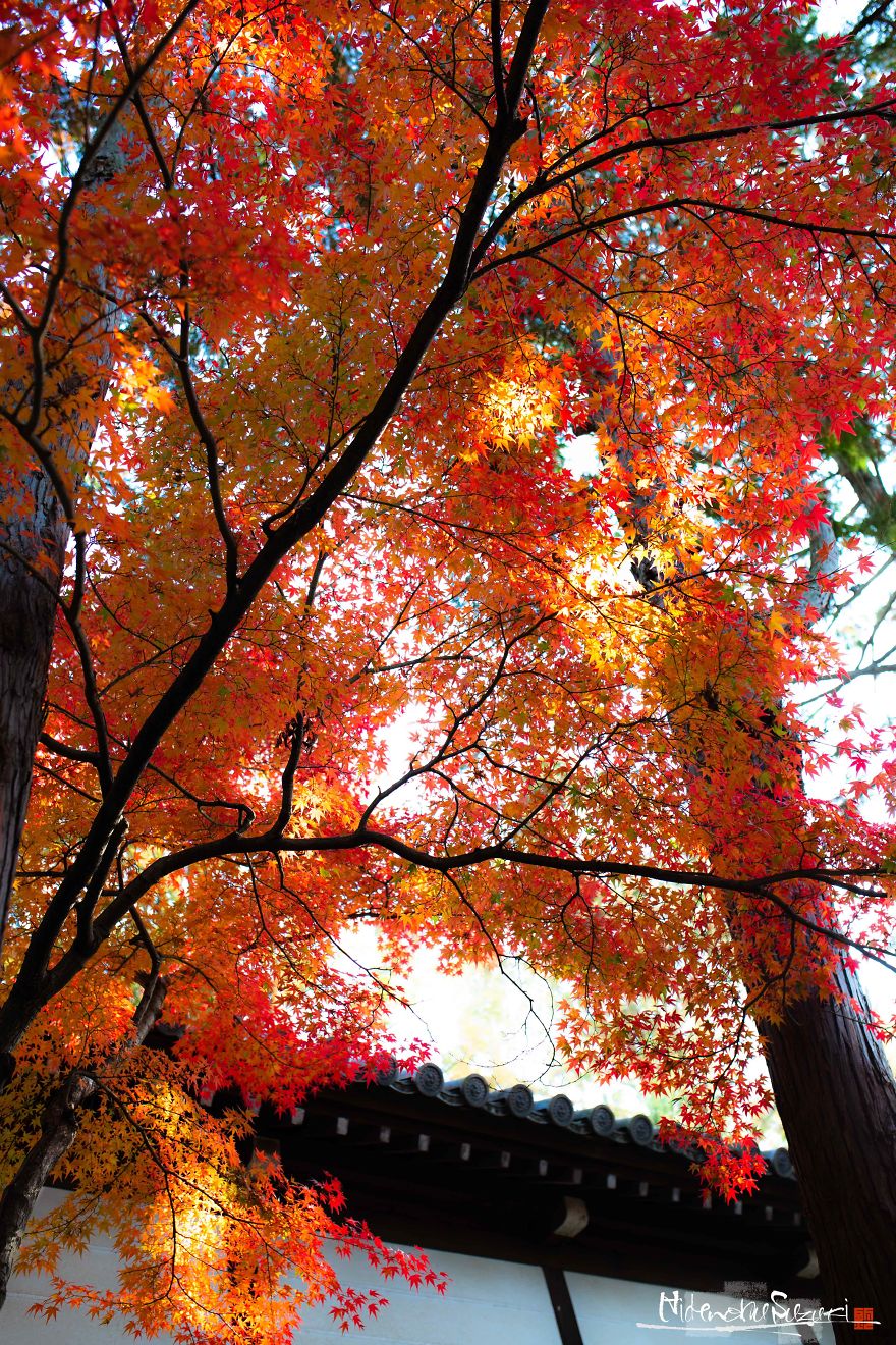 I Captured The Beautiful Fall In Kyoto