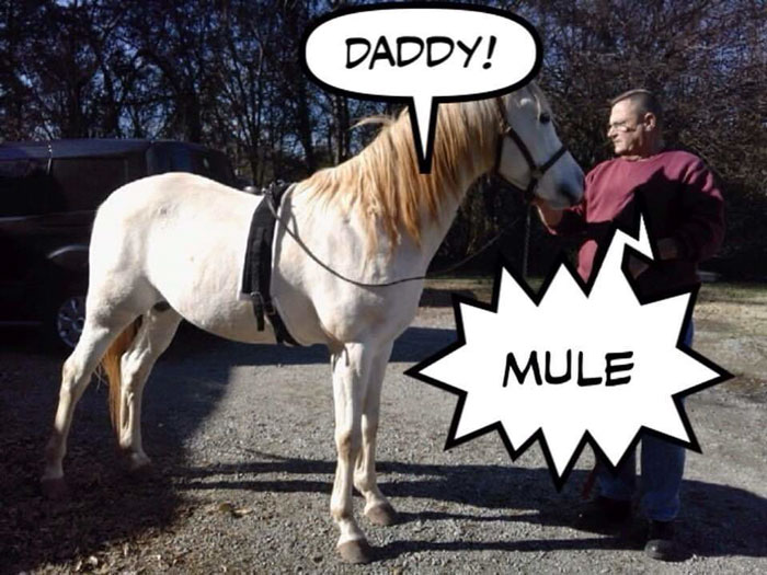 Meet Tango, The Stupidest Horse Ever Whose Stupidity Is Going Viral On Twitter