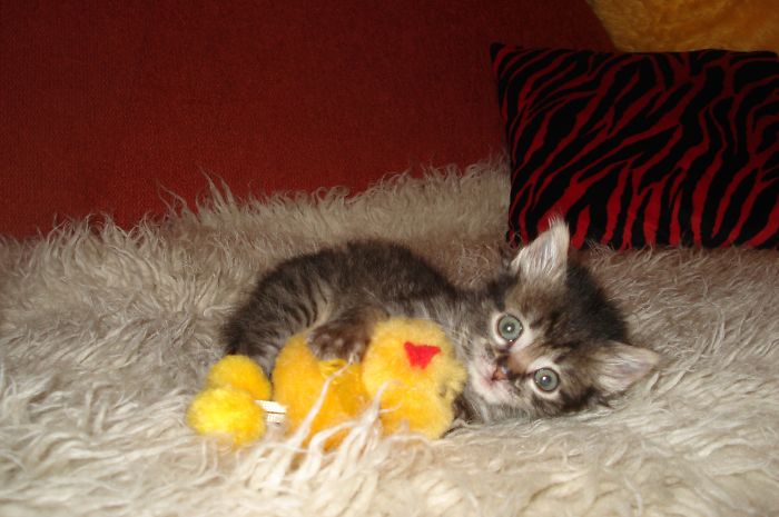 I Rescued A Newborn Kitten Trapped Under The Floor At My School And Now She Sees Every Human As A Blessing