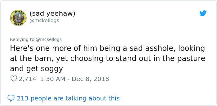 Meet Tango, The Stupidest Horse Ever Whose Stupidity Is Going Viral On Twitter