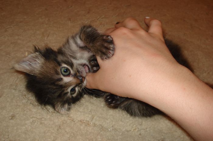 I Rescued A Newborn Kitten Trapped Under The Floor At My School And Now She Sees Every Human As A Blessing