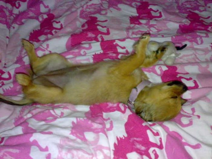 My Precious Dog Passed Away Close To Her 11th Birthday, This Is The Story Of A Lifetime With Her My Precious Dog Passed Away Close To Her 11th Birthday, This Is The Story Of A Lifetime With Her