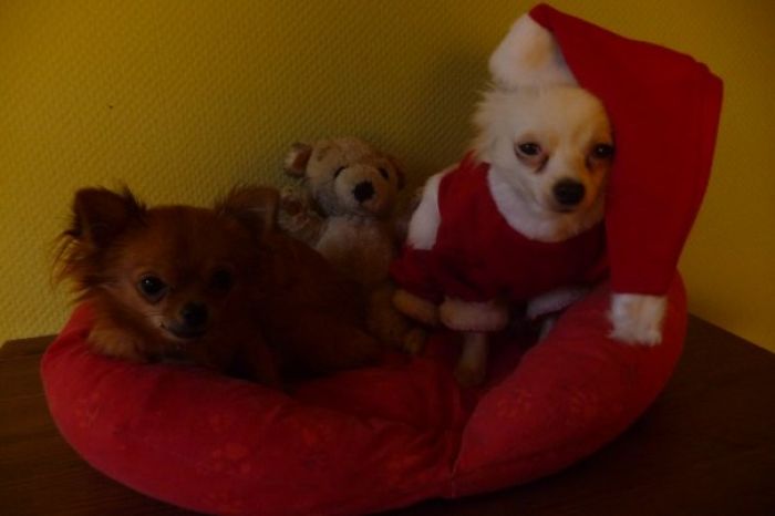 My Precious Dog Passed Away Close To Her 11th Birthday, This Is The Story Of A Lifetime With Her My Precious Dog Passed Away Close To Her 11th Birthday, This Is The Story Of A Lifetime With Her