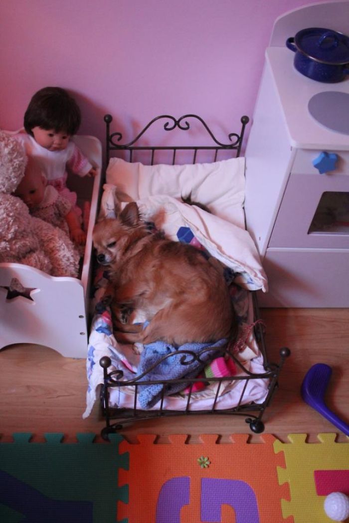 My Precious Dog Passed Away Close To Her 11th Birthday, This Is The Story Of A Lifetime With Her My Precious Dog Passed Away Close To Her 11th Birthday, This Is The Story Of A Lifetime With Her