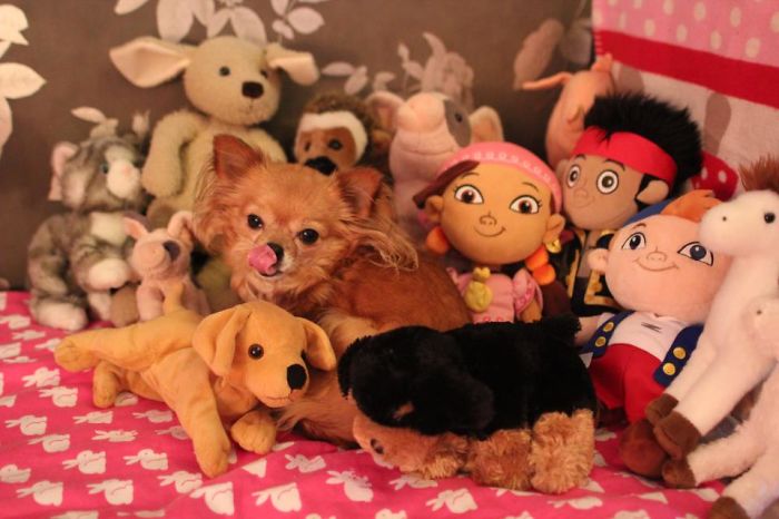 My Precious Dog Passed Away Close To Her 11th Birthday, This Is The Story Of A Lifetime With Her My Precious Dog Passed Away Close To Her 11th Birthday, This Is The Story Of A Lifetime With Her