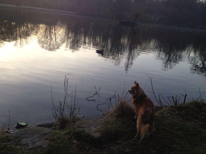 My Precious Dog Passed Away Close To Her 11th Birthday, This Is The Story Of A Lifetime With Her My Precious Dog Passed Away Close To Her 11th Birthday, This Is The Story Of A Lifetime With Her